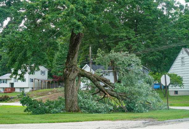 How Our Tree Care Process Works  in  Mooreland, OK